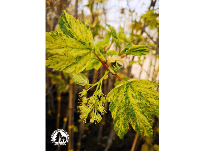 Acer pseudoplatanus   'Prince Camille de Rohan'
